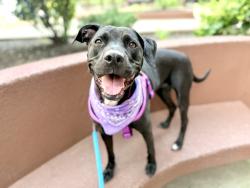 Shelter Stray Female Dog last seen Apt 2,256 W 111th Street, NEW YORK, NY, 10026, 326 E 110th St, New York, NY 10029, USA