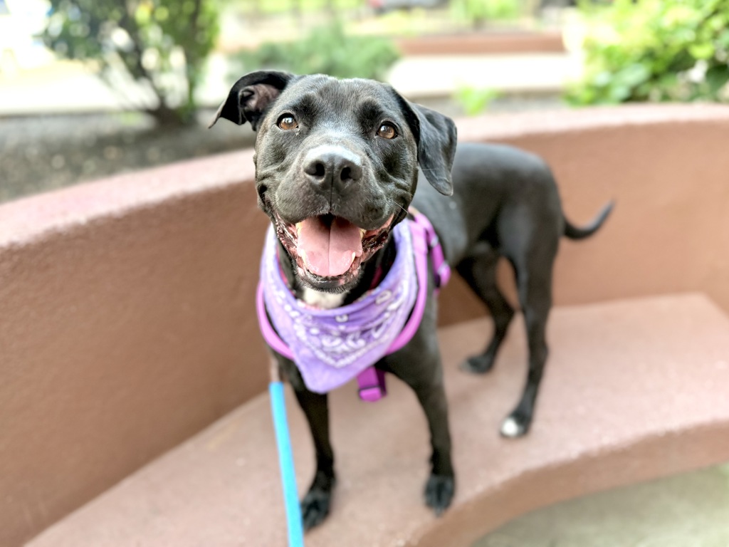 Shelter Stray Female Dog last seen Apt 2,256 W 111th Street, NEW YORK, NY, 10026, 326 E 110th St, New York, NY 10029, USA