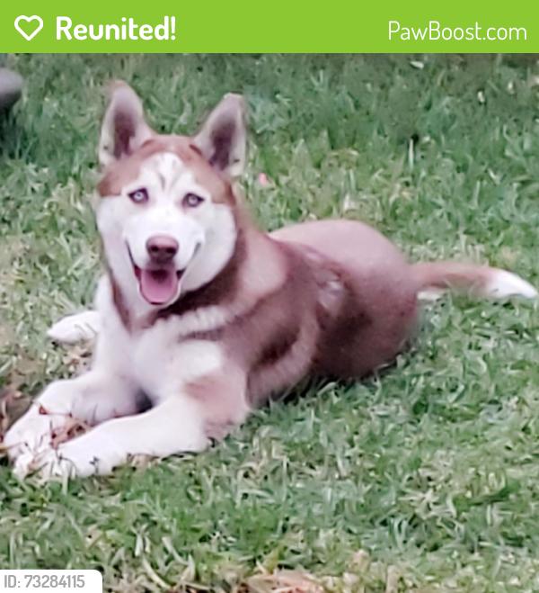 Reunited Male Dog last seen Los Angeles, Los Angeles, CA 90002