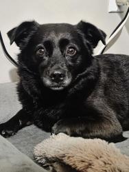 Reunited Female Dog last seen Mary Hill Bypass and Shaughnessy, Port Coquitlam, BC 