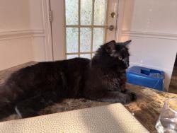 Lost Female Cat last seen South collins, Arlington, TX 76002