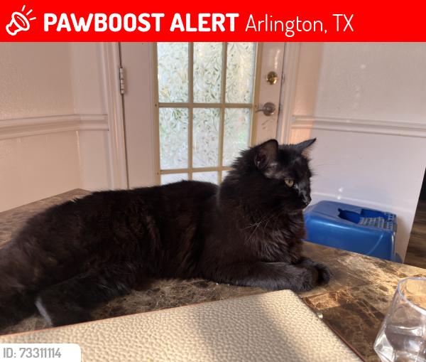 Lost Female Cat last seen South collins, Arlington, TX 76002