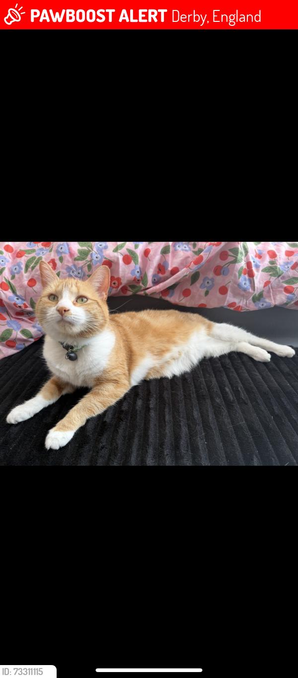 Lost Female Cat last seen Abandoned lot on Burlington road, Derby, England 