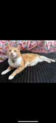 Lost Female Cat last seen Abandoned lot on Burlington road, Derby, England 
