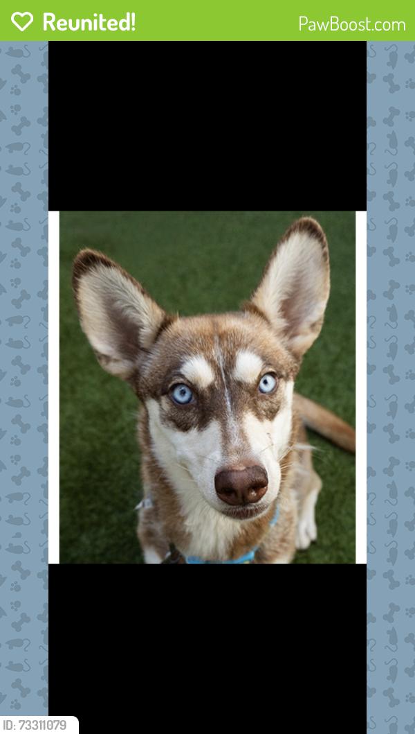 Reunited Female Dog last seen Near E 20th St National City, CA 91950 United States, National City, CA 91950