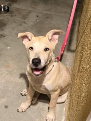 Found/Stray Male Dog last seen Firestone Blvd / Graham Ave, Los Angeles, CA 90001
