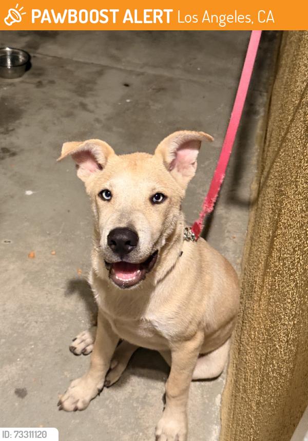 Found/Stray Male Dog last seen Firestone Blvd / Graham Ave, Los Angeles, CA 90001