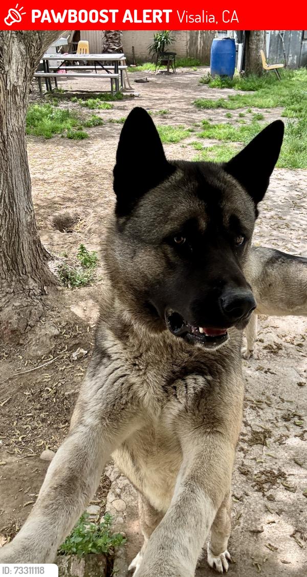Lost Male Dog last seen Farmersville Blvd, Visalia, CA 93292