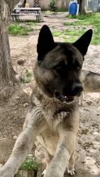 Lost Male Dog last seen Farmersville Blvd, Visalia, CA 93292