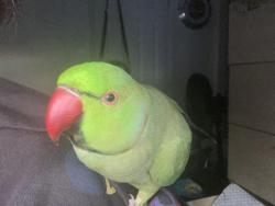 Lost Male Bird last seen Puente Avenue and 3rd Avenue, Covina, CA 91723