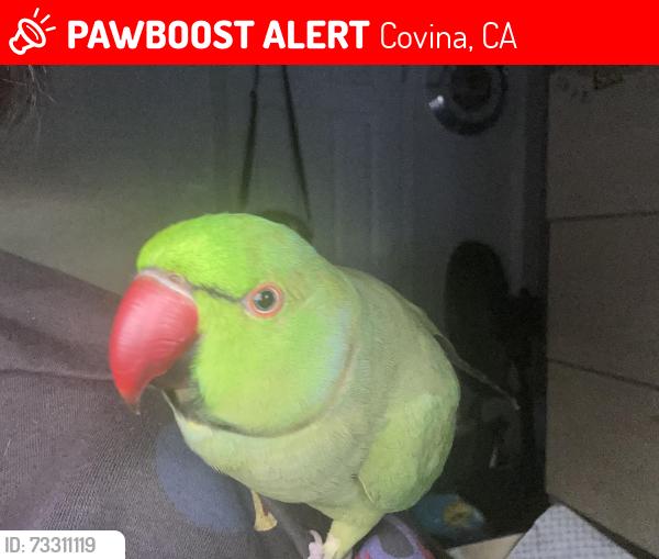 Lost Male Bird last seen Puente Avenue and 3rd Avenue, Covina, CA 91723