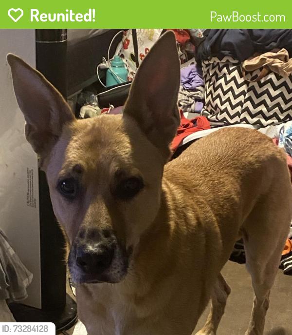 Reunited Male Dog last seen Sheldon St and San Fernando Rd, Los Angeles, CA 91352