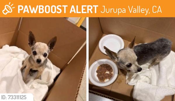 Found/Stray Male Dog last seen Target parking lot Mission & Pyrite JURUPA VALLEY CA, Jurupa Valley, CA 92509
