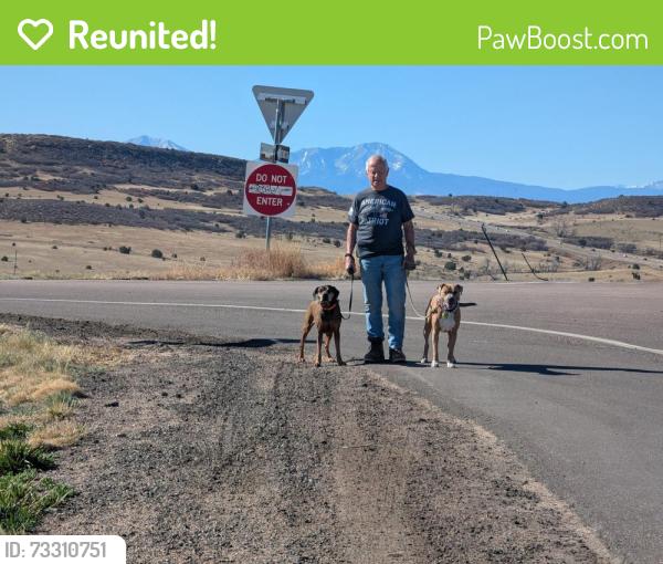 Reunited Male Dog last seen Yellow Creek Rd, Hull Rd, Rt 518, Columbiana County, OH 43945