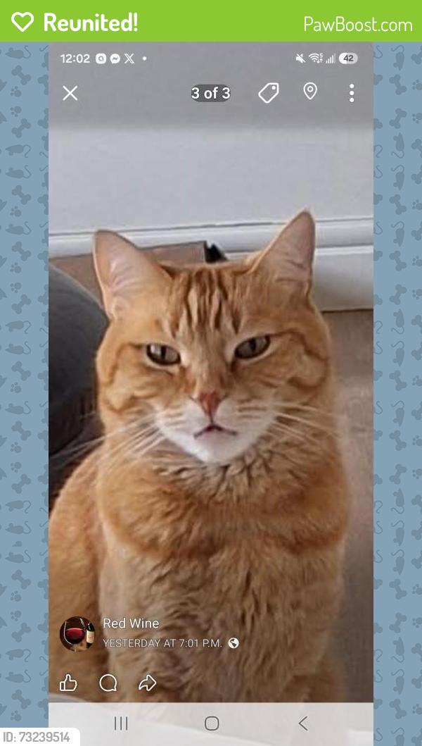 Reunited Male Cat last seen Evergeen lane & evergreen mews sw, Calgary, AB T2Y 3T8