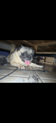 Reunited Unknown Dog last seen La Kota dr Katy tx, Harris County, TX 77449