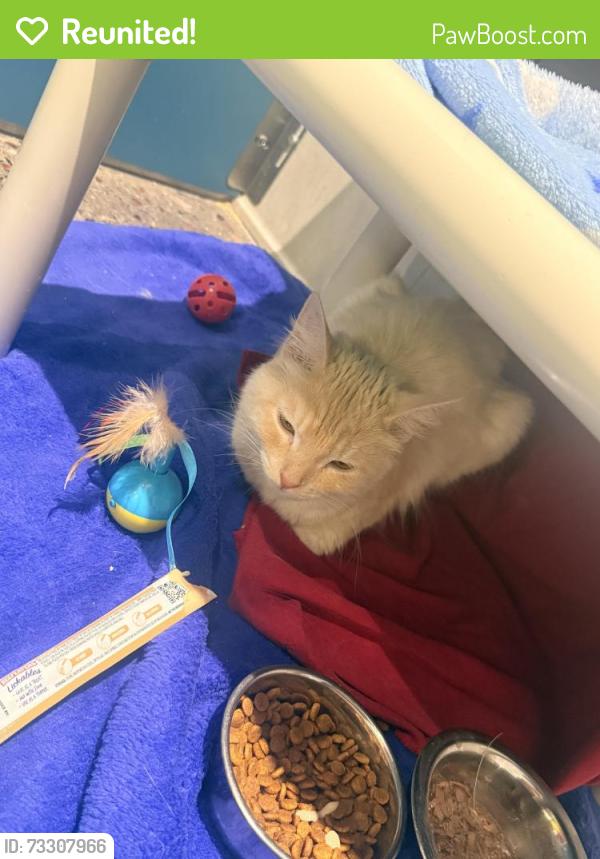 Reunited Female Cat last seen Mountain View Rd & 75th Avenue, Peoria, AZ 85345