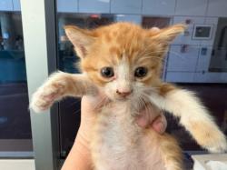 Shelter Stray Female Cat last seen , West Valley Animal Shelter, 20655 Plummer St, Chatsworth, CA 91311, USA