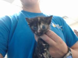 Shelter Stray Female Cat last seen Near BLOCK SKIBO RD, FAYETTEVILLE NC 28314, 4704 Corporation Dr, Fayetteville, NC 28306, USA