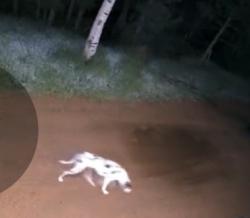 Found/Stray Unknown Dog last seen Bear Trap Ranch or by Duffields Overlook, Colorado Springs, CO 80906
