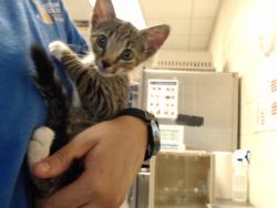 Shelter Stray Male Cat last seen HWY 295, 4704 Corporation Dr, Fayetteville, NC 28306, USA