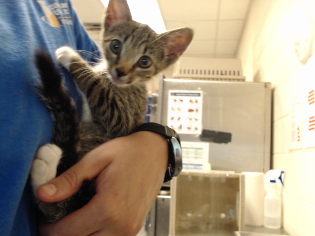 Shelter Stray Male Cat last seen HWY 295, 4704 Corporation Dr, Fayetteville, NC 28306, USA