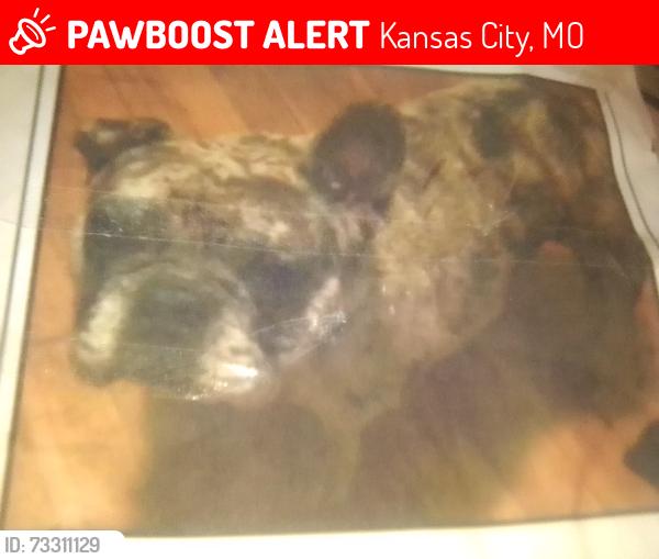 Lost Female Dog last seen 20th and walrond, Kansas City, MO 64127