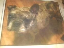 Lost Female Dog last seen 20th and walrond, Kansas City, MO 64127