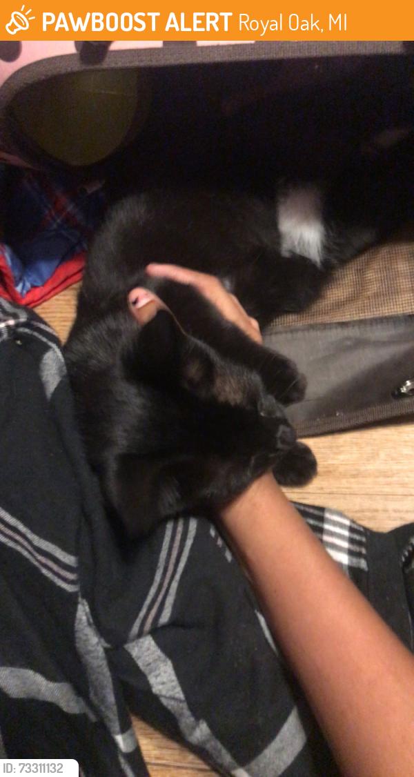 Found/Stray Female Cat last seen it was by north Barton park royal oak Michigan, Royal Oak, MI 48073