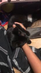 Found/Stray Female Cat last seen it was by north Barton park royal oak Michigan, Royal Oak, MI 48073