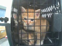 Shelter Stray Male Cat last seen CHARLOTTE, 8315 Byrum Dr, Charlotte, NC 28217, USA