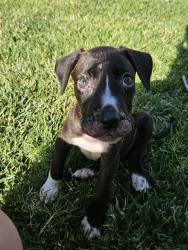 Shelter Stray Female Dog last seen MILL ST X G ST, 333 Chandler Pl, San Bernardino, CA 92408, USA