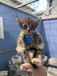 Shelter Stray Male Cat last seen E ST AND 25TH ST, 333 Chandler Pl, San Bernardino, CA 92408, USA