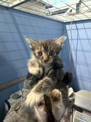 Shelter Stray Female Cat last seen E ST AND 25TH ST, 333 Chandler Pl, San Bernardino, CA 92408, USA