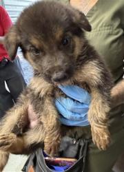 Shelter Stray Male Dog last seen LA CADENA DR X BARTON RD, 333 Chandler Pl, San Bernardino, CA 92408, USA