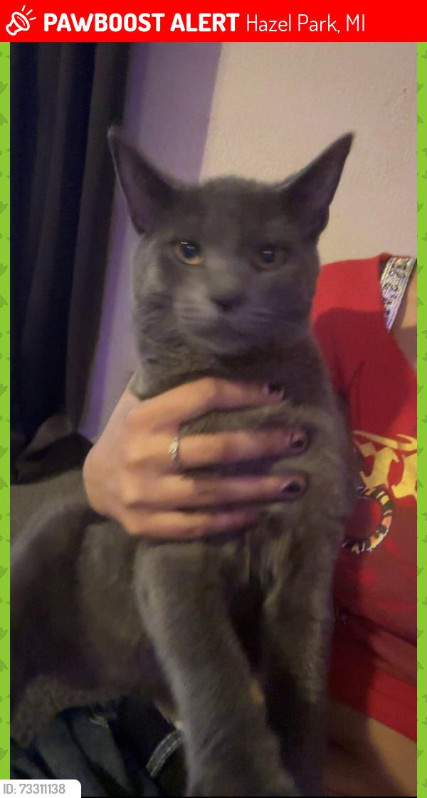 Lost Male Cat last seen I last saw him at my hse in hazel park, Hazel Park, MI 48030
