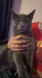 Lost Male Cat last seen I last saw him at my hse in hazel park, Hazel Park, MI 48030