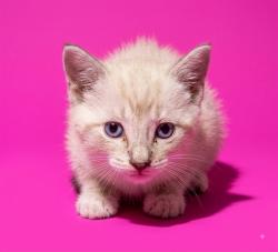 Shelter Stray Female Cat last seen PORTSMOUTH, 2020 Forest St, Jacksonville, FL 32204, USA