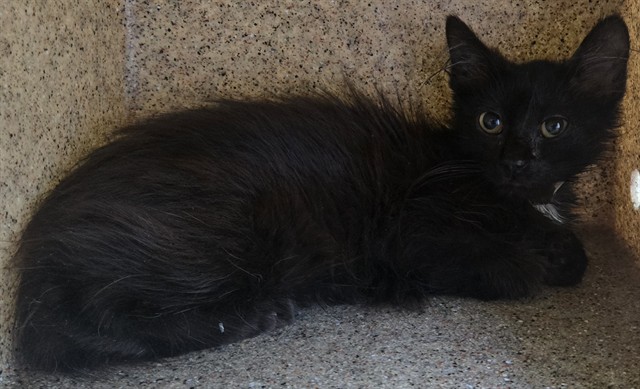 Shelter Stray Female Cat last seen , 5210 W Ave I, Lancaster, CA 93536, USA