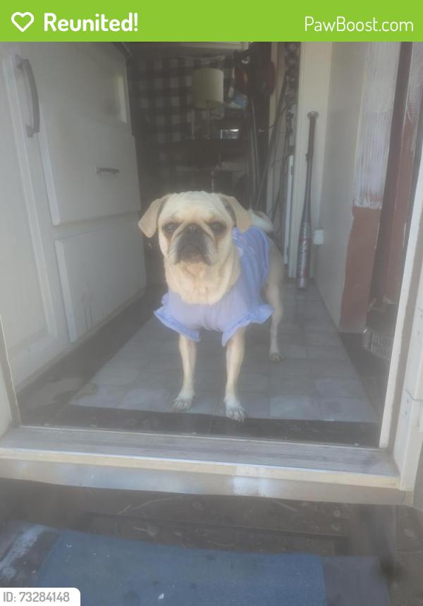 Reunited Female Dog last seen Goff and sunset sw, Albuquerque, NM 87105