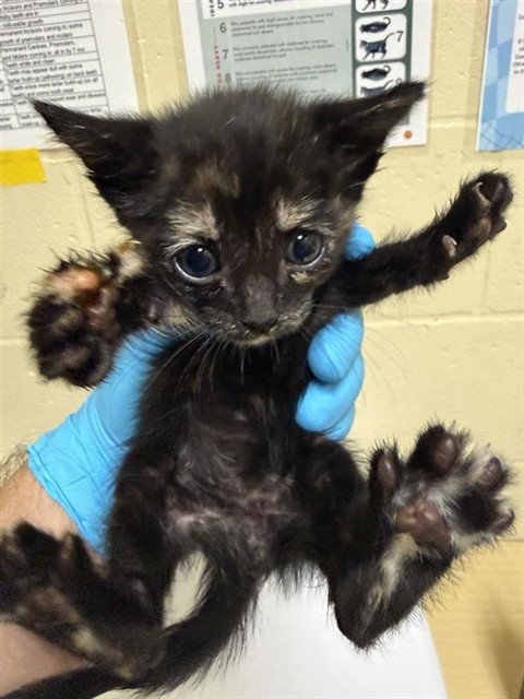 Shelter Stray Female Cat last seen COSUMNES RIVER BLVD & DELTA SHORES CIR N, 2127 Front St, Sacramento, CA 95818, USA