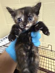 Shelter Stray Female Cat last seen COSUMNES RIVER BLVD & DELTA SHORES CIR N, 2127 Front St, Sacramento, CA 95818, USA