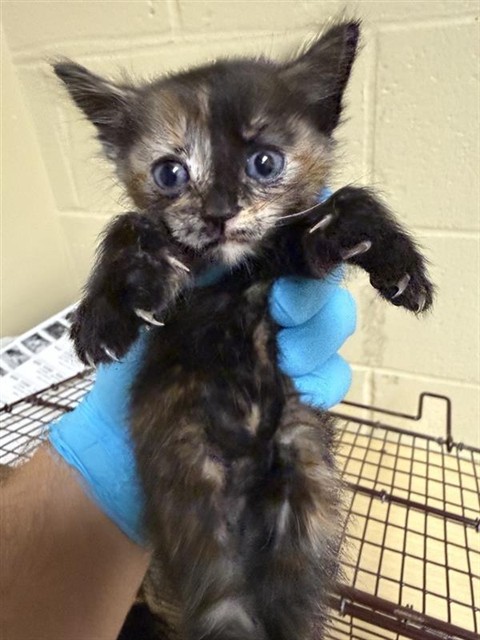 Shelter Stray Female Cat last seen COSUMNES RIVER BLVD & DELTA SHORES CIR N, 2127 Front St, Sacramento, CA 95818, USA