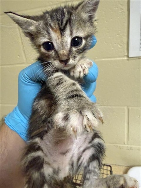 Shelter Stray Female Cat last seen COSUMNES RIVER BLVD & DELTA SHORES CIR N, 2127 Front St, Sacramento, CA 95818, USA