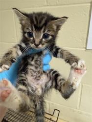 Shelter Stray Male Cat last seen COSUMNES RIVER BLVD & DELTA SHORES CIR N, 2127 Front St, Sacramento, CA 95818, USA
