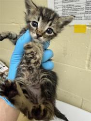 Shelter Stray Male Cat last seen COSUMNES RIVER BLVD & DELTA SHORES CIR N, 2127 Front St, Sacramento, CA 95818, USA