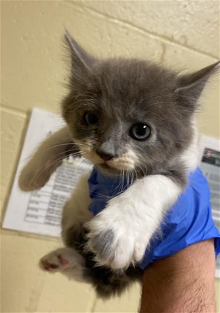 Shelter Stray Female Cat last seen JESSIE AVE & NORWOOD AVE, 2127 Front St, Sacramento, CA 95818, USA