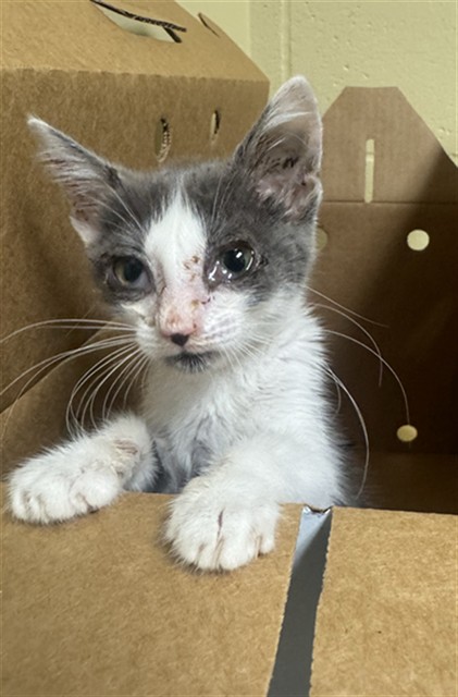 Shelter Stray Female Cat last seen NOGALES ST & SHELDEN ST, 2127 Front St, Sacramento, CA 95818, USA