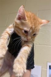 Shelter Stray Female Cat last seen ROBINRIDGE WAY & COTTONTAIL WAY, 2127 Front St, Sacramento, CA 95818, USA