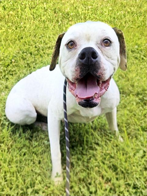 Shelter Stray Female Dog last seen Near BLOCK MACKENZIE,63123, 10521 Baur Blvd, Olivette, MO 63132, USA